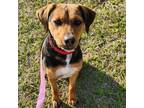 Adopt Valentine a Beagle