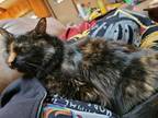 Adopt Miss Fluff - Lovely Maine Coon/Persian Torti a Maine Coon