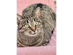 Adopt Gilly a Tabby, Domestic Short Hair