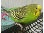 Adopt Emerald a Parakeet (Other)