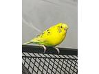 Adopt Gold a Parakeet (Other)