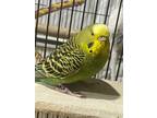 Adopt Peridot a Parakeet (Other)