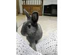 Adopt Flopsy a Lionhead