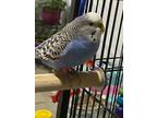 Adopt Diamond a Parakeet (Other)