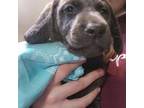 Labrador Retriever Puppy for sale in Morris, IL, USA