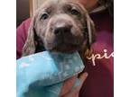 Labrador Retriever Puppy for sale in Morris, IL, USA