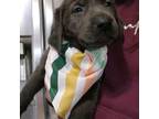 Labrador Retriever Puppy for sale in Morris, IL, USA