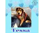 Adopt Tessa a German Shepherd Dog, Husky