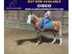 Big & Strong Red Roan Tennessee Walking Horse