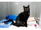 Adopt Bunny a Domestic Short Hair