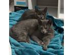 Adopt Lily and Tilly 0423 (Bonded Pair) a Dilute Tortoiseshell