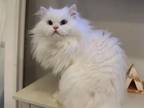 Dollface Persian Couple Pure White Male & Golden F