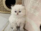 Color Point British Longhair Kittens