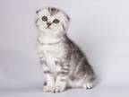 Runa Tiger Girl Black Silver Tabby Scottish Fold