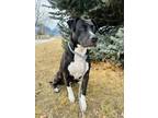 Adopt Hydra a Pit Bull Terrier