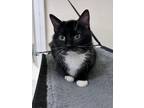 Adopt Millie a Domestic Short Hair