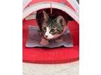 Adopt Dominica and Baby Tracker a Tabby