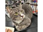 Adopt Rosalynn a Domestic Short Hair, Tabby