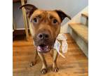 Adopt Manon (34382-d) a Pit Bull Terrier