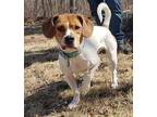 Adopt Zena a Beagle, Pug