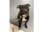 Adopt HATTIE a Pit Bull Terrier