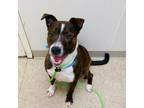 Adopt Quesadilla A0055032969 a Mixed Breed, Pit Bull Terrier