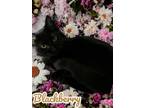 Adopt Blackberry a Domestic Short Hair