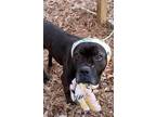 Adopt Zola a Boxer