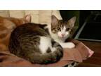 Adopt Liz Claiborn a Tabby