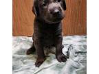 Labrador Retriever Puppy for sale in Morris, IL, USA