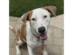 Adopt Mia a American Staffordshire Terrier, Dalmatian