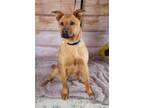 Adopt Kiki a Mixed Breed