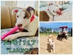 Adopt LUCKY a American Staffordshire Terrier