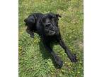 Adopt 2403-1220 Daisy AKA Wiggles a Mastiff