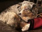 Adopt Bell a Australian Cattle Dog / Blue Heeler