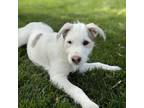 Adopt Spanish Puppy - Salud a Wirehaired Terrier, Poodle