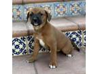Adopt Spanish Puppy - Hermosa - Adopted! a Wirehaired Terrier, Shepherd
