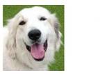 Adopt Dakota (Alaska) a Great Pyrenees