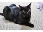 Adopt Mikado a Domestic Short Hair