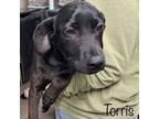 Adopt Torris a Labrador Retriever