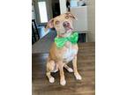 Adopt Sandy a Mixed Breed