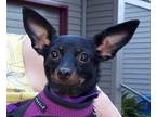 Adopt ShiShi a Miniature Pinscher