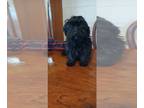 Havanese-Poogle Mix PUPPY FOR SALE ADN-748750 - 5 month old female
