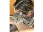 Adopt CARMEN & SANTIAGO (BRO-SIS!) a Tabby, Domestic Short Hair