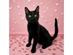 Adopt Cosmina a Domestic Short Hair