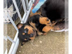 Rottweiler PUPPY FOR SALE ADN-748761 - Maggie Maes