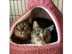 Adopt Tosie and Mosie *BONDED PAIR* a Domestic Short Hair