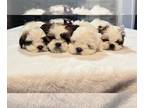 Shih Tzu PUPPY FOR SALE ADN-748603 - Pure Shih tzu litter of 4