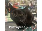 Adopt Porcupine a Domestic Short Hair