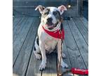 Adopt Grace a American Staffordshire Terrier